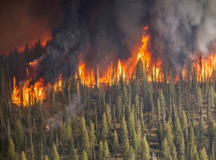 Այրվում է Սիբիրը. անտառային հրդեհներ, Մոսկվա հասնող ծուխ և բնապահպանական ճգնաժամ